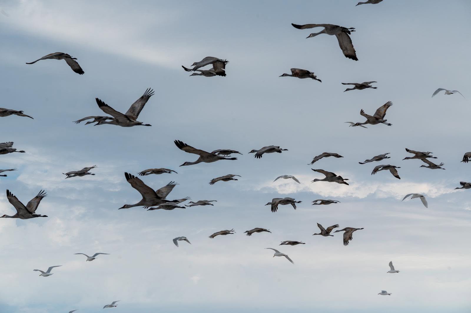 Birds in flight over Nunavut